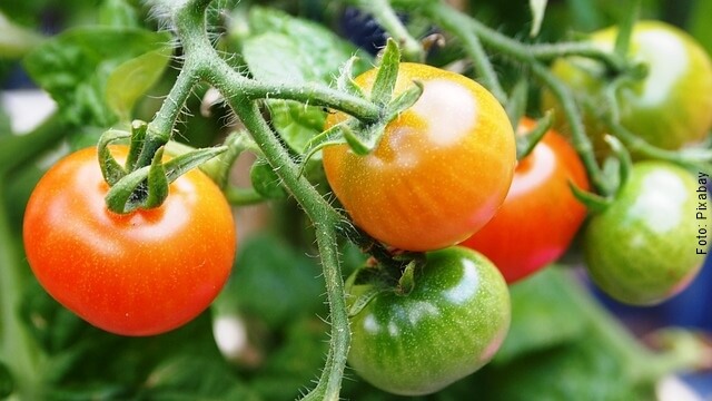 foto de planta con tomates
