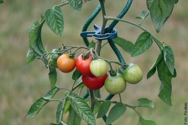 foto de planta con tomates