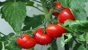 ¿Cómo sembrar tomate en casa? ¡Verás lo sencillo que es!