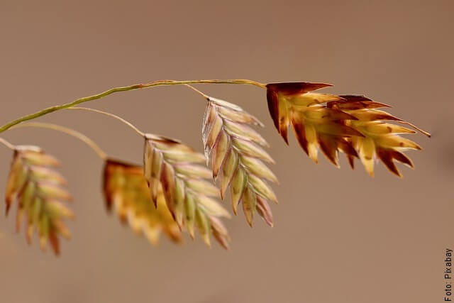 foto de avena en rama