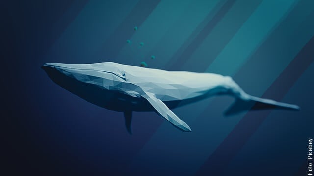 ilustración de ballena