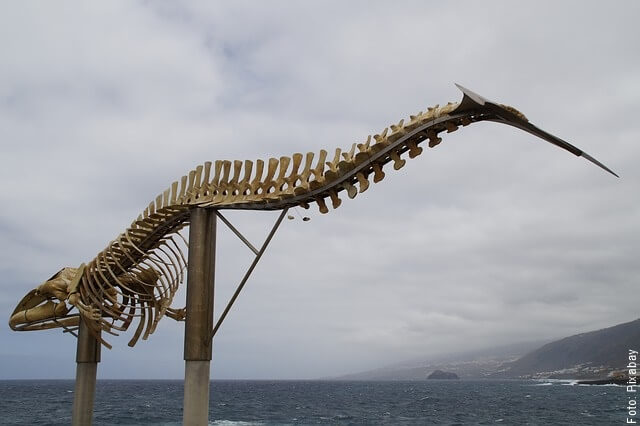 foto del esqueleto de una ballena