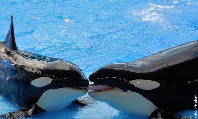 foto de dos ballenas orcas
