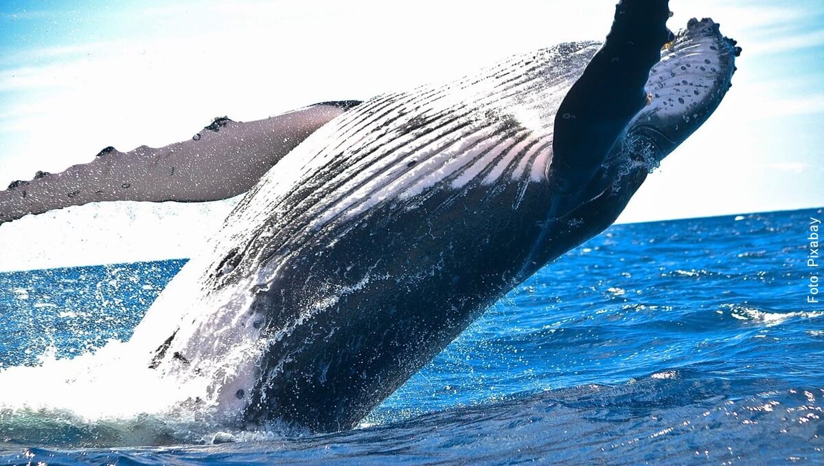 Lo que significa soñar con ballenas, ¡es sorprendente!
