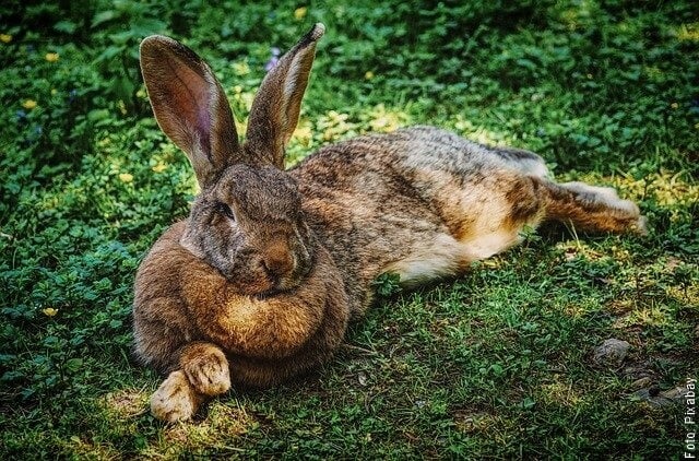 foto de conejo grande