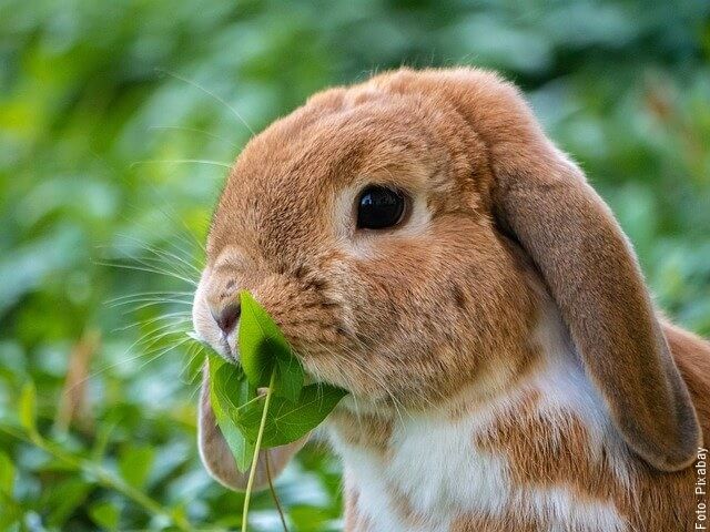 foto de conejo con orejas grandes