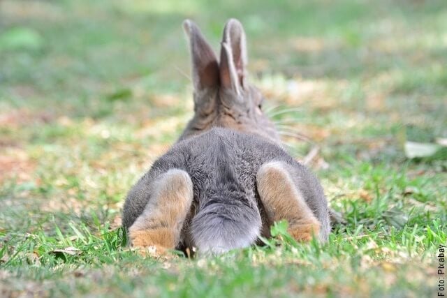 foto de conejo acostado