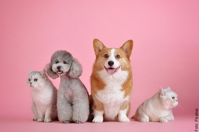 foto de varios animales