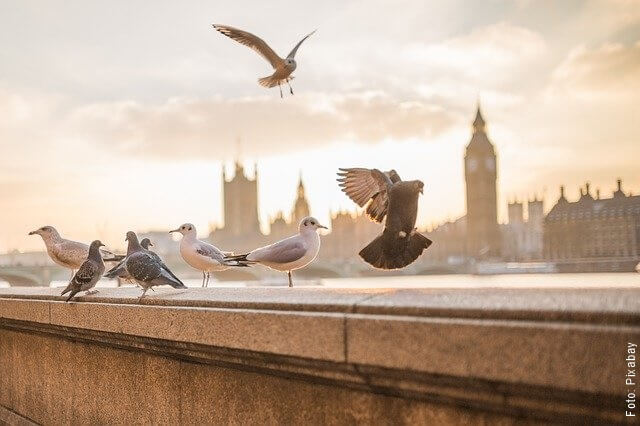 foto de palomas volando
