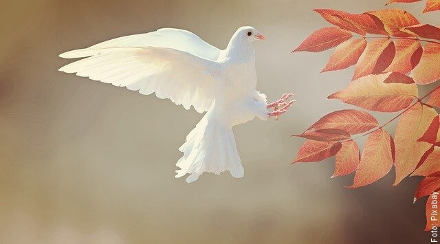 foto de paloma blanca