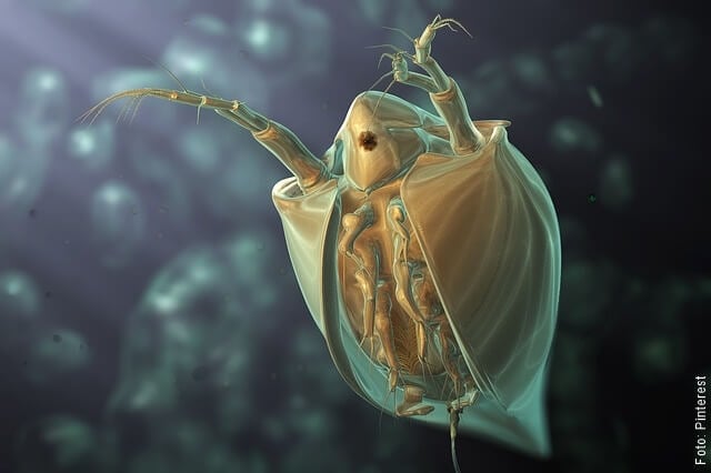 imagen de una pulga en microscopio