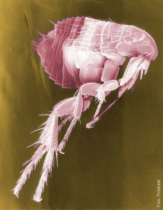 ilustración de pulga