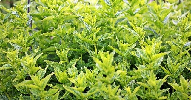 foto de hierbas aromáticas