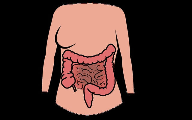 ilustración del sistema digestivo