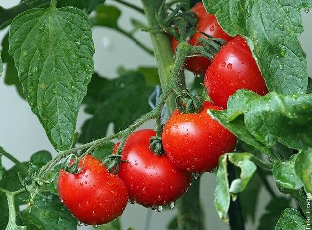 foto de tomates en rama