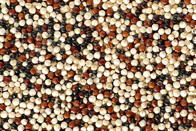 foto de semillas de quinua