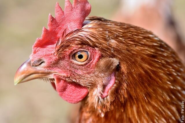 foto de la cabeza de una galina