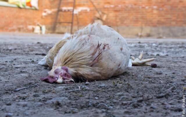 foto de una gallina muerta