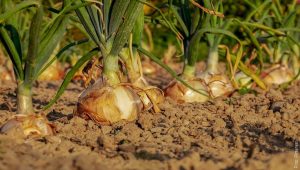 ¿Cómo cultivar cebolla en casa? Sazona tus comidas naturalmente
