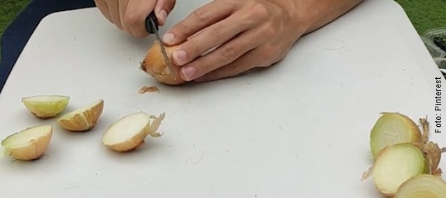 foto de cómo sembrar cebolla