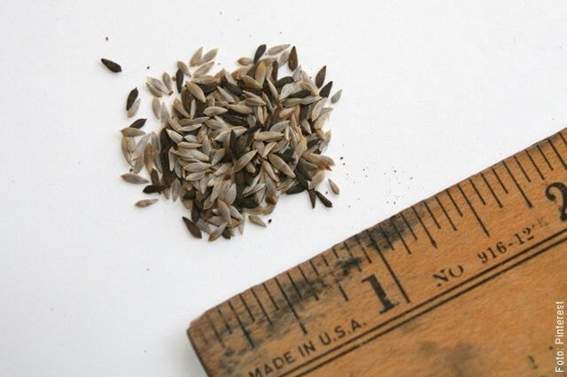 foto de semillas de lechuga