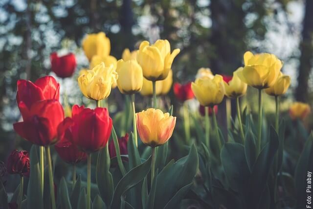 foto de tulipanes amarillos