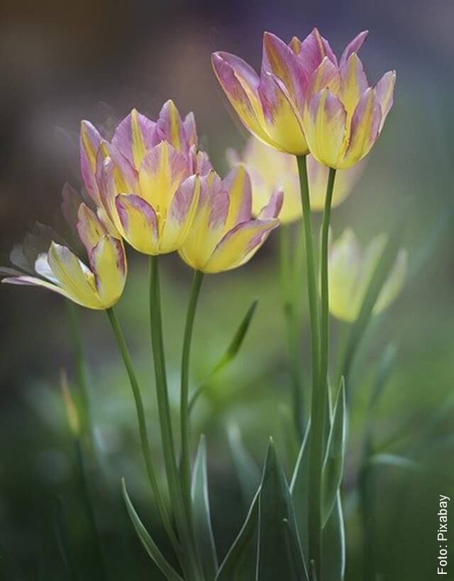 foto de tulipanes