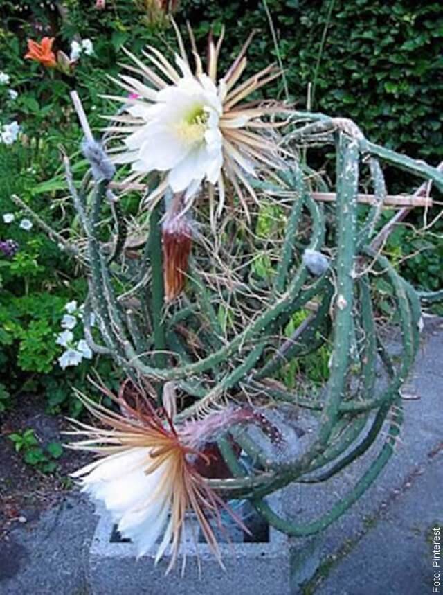 foto de clase de cactus