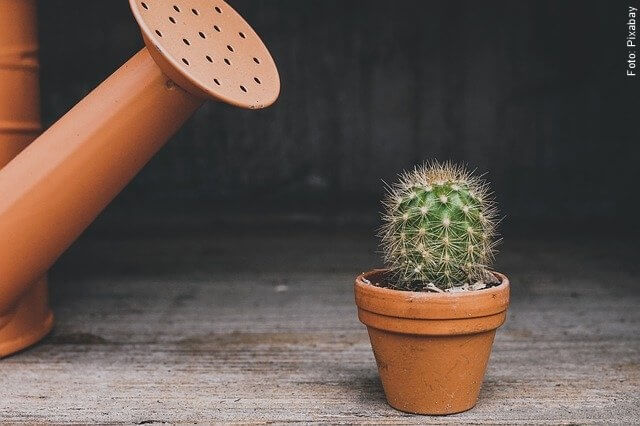 foto de un cactus en matera