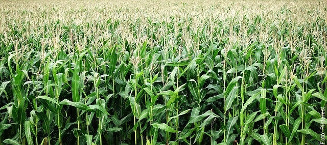 foto de cultivo de maíz