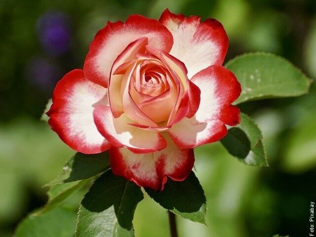 foto de rosa blanca con roja