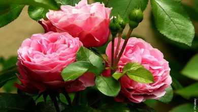 ¿Cómo sembrar rosas? ¡Que tu casa florezca siempre!