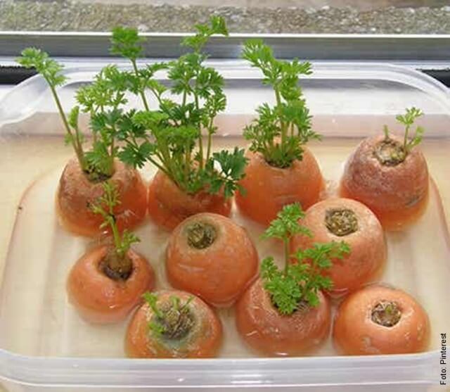 foto de cómo sembrar zanahorias