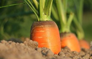 ¿Cómo sembrar zanahorias en casa? Ten siempre a la mano