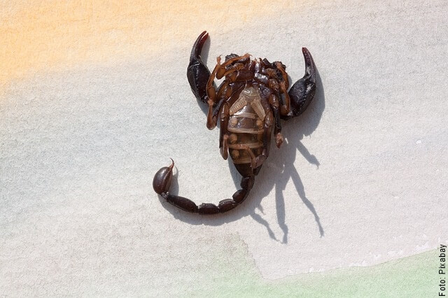 foto de escorpión