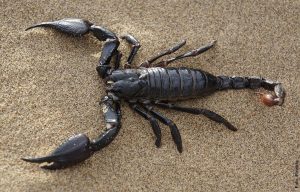 Lo que significa soñar con alacranes, ¡mantente alerta!