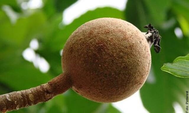 foto de borojó en fruto