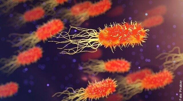 imagen de bacterias