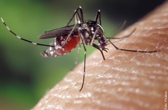 foto de picadura de mosquito