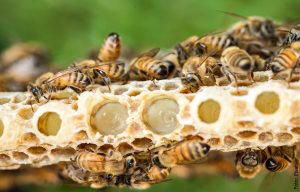 Beneficios de la jalea real, ¡empieza a consumirla!