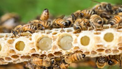 Beneficios de la jalea real, ¡empieza a consumirla!