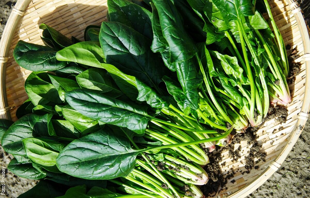 ¿Cómo sembrar espinacas? Hazlo fácilmente en casa