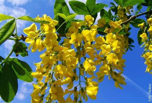 foto de acacia amarilla