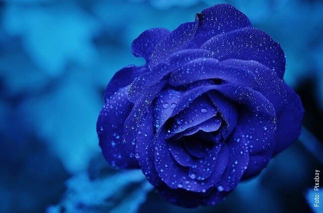 foto de rosas azules