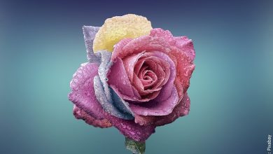 ¿Qué significan los colores de las rosas? Lee con atención