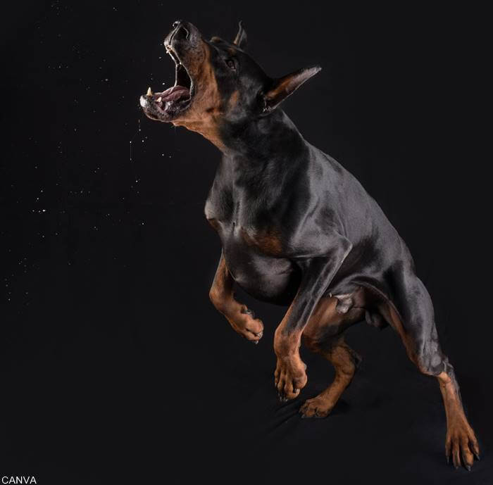 Foto de un perro negro bravo para ilustrar qué significa soñar con perro negro