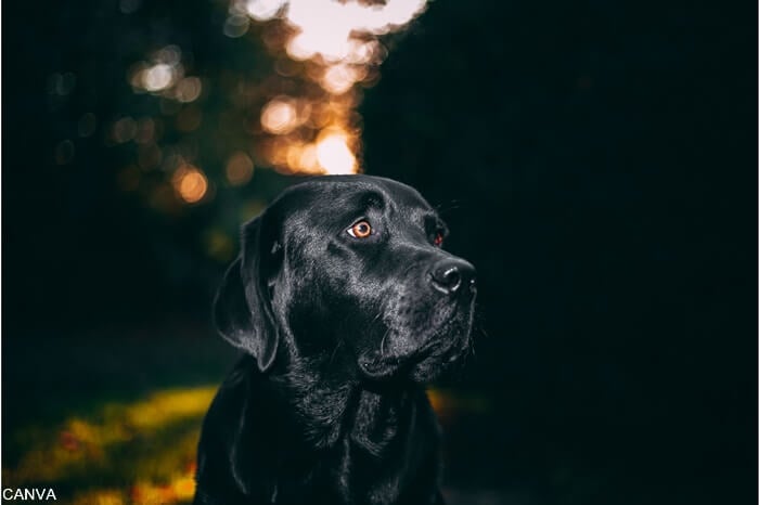 Foto perro negro mirando a un lado para ilustrar que significa soñar con perro negro