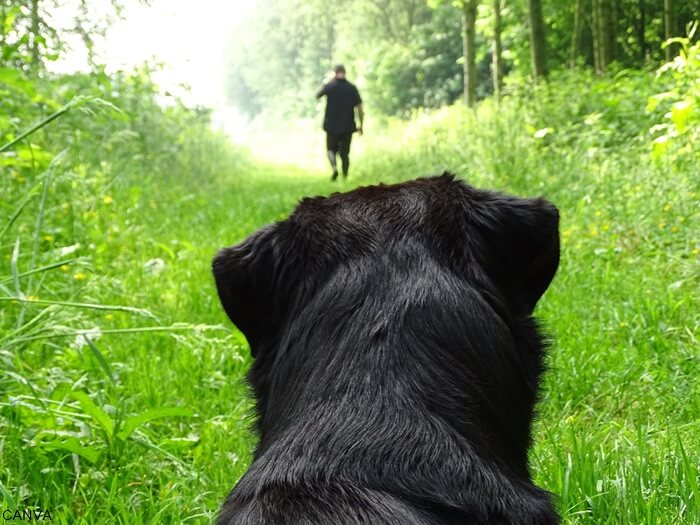 Foto perro negro siguiendo a una persona