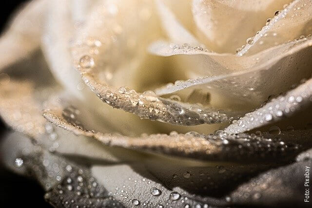 foto de rosas mojadas