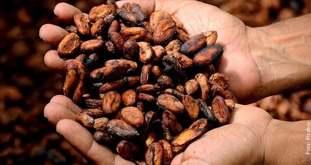 foto de granos de cacao